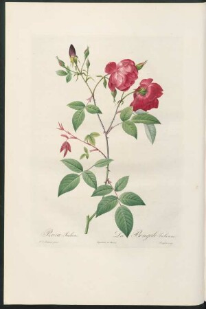 Rosa Indica. La Bengale bichonne. Langlois sculp.