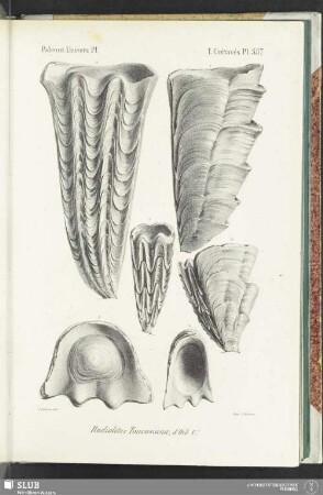 Pl. 557
