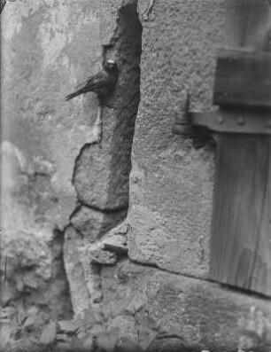 Gartenrotschwanz : Rochlitzer Berg, Gartenrotschwanz (Phoenicurus phoenicurus L.) an der Nisthöhle.