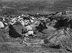 Kartoffelernte : Bauern mit geernteten Kartoffeln.