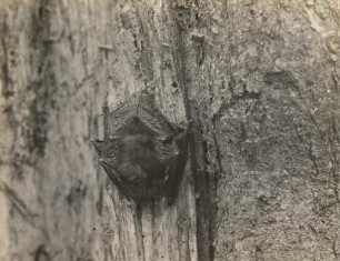 Langohrige Fledermaus (Plecotus), zur Schlafstellung übergehend 3. (Ohren zurückgelegt, Schwanzpartie noch ausgestreckt)