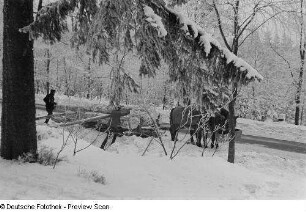 Transport von gefällten Bäumen im Winter durch Pferde