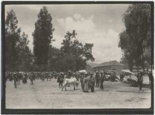 Viehmarkt auf der Feria von Punata