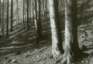 Nollendorf (heute Nakléřov), Blick in einen Buchenwald am Südhang bei Nollendorf