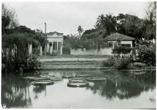 Recife, Riesenseerose (Victoria amazonica)