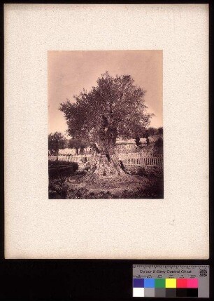 Olivier du Jardin de Gethsemane - Jerusalem