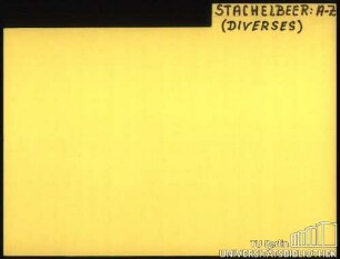 STACHELBEER(E): Diverses ABS.-WURZ.