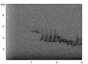 Fitis | Phylloscopus trochilus - Gesang
