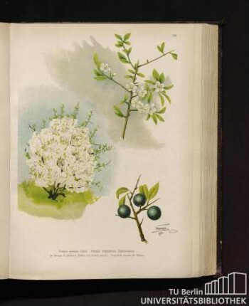 Prunus spinosa Linné. Schlehe, Schlehdorn, Schwarzdorn.