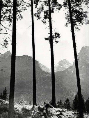 Der "Zauberwald" mit dem Hochkalter in der Ramsau