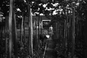 Aradul Nou: Kohlrabi und Tomatenkultur