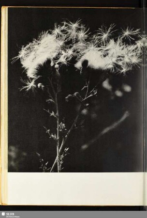[Distel]