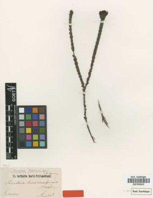 Microlicia riedeliana Cogn.