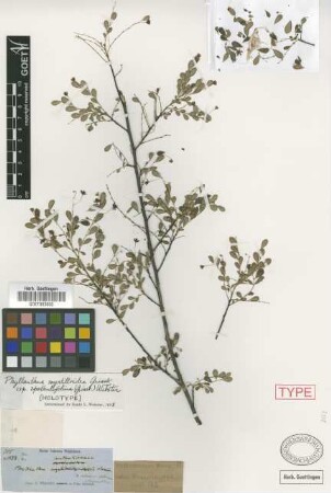 Phyllanthus spathulifolius Griseb.