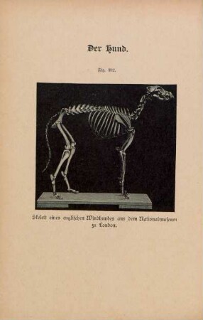Fig. 392. Skelett eines englischen Windhundes aus dem Nationalmuseum zu London