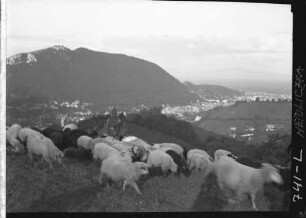 Schafhirte mit Schafen