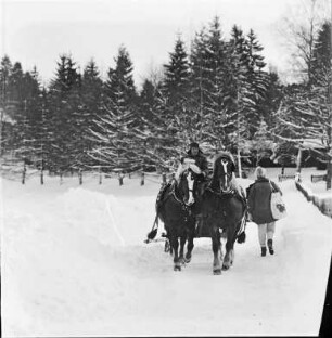 Pferdeschlitten im Hochschwarzwald