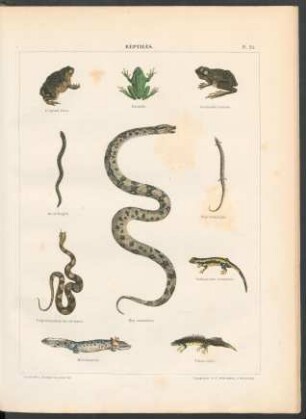 Tafel 24. Reptiles.