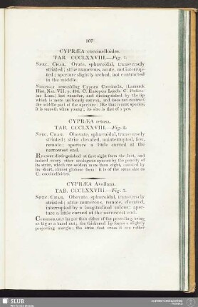 Cypraea coccinelloides. Tab. CCCL XXVIII. - Fig. 1