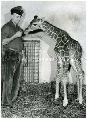 Tierpfleger mit Giraffe im Duisburger Tierpark