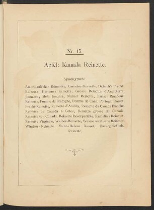 Nr. 15. Apfel: Kanada Reinette