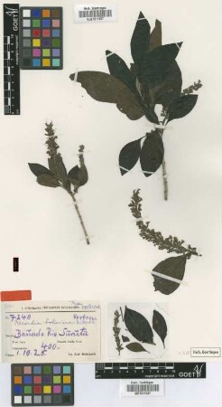 Recordia boliviana Moldenke [isotype]