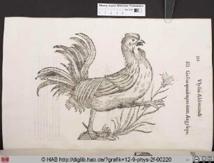 Gallus quadrupes cum Aegylope.
