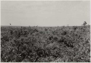 Landschaft 45,43 km westlich von Nioaque : Höhe: 325 m