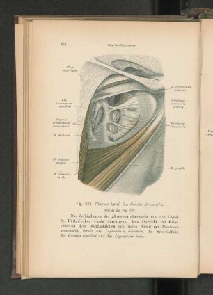 Fig. 528. Fibröser Anteil des canalis obturatorius.