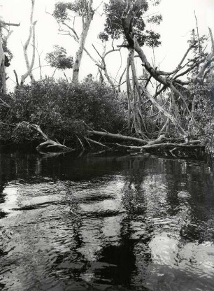 Mangrovendschungel in der Lagune von Cancun