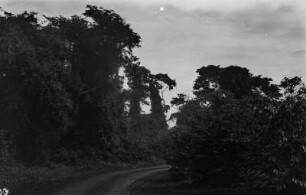Urwald : Urwald bei São Paulo.