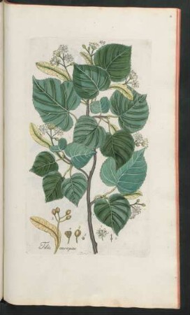 439. Tilia europaea