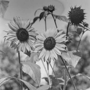 Sonnenblumen