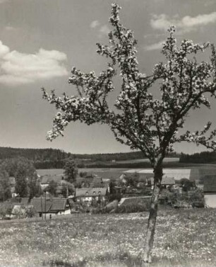 Sohland. Oberlausitzer Dorfbild mit Baumblüte