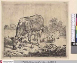 [Gefleckter Bulle und drei Schafe; Spotted Bull and three Sheep]