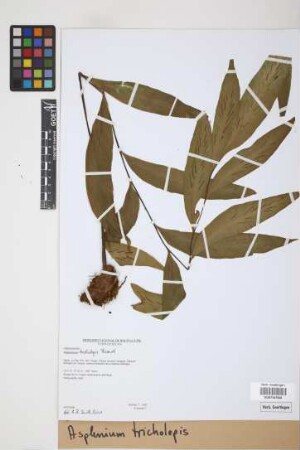 Asplenium tricholepis Rosenst.