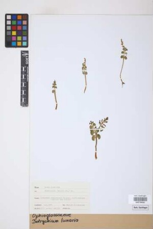 Botrychium lunaria