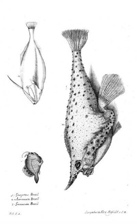 Tab E2