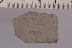 Termite (Termitidae)