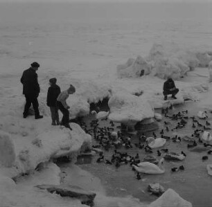 Bei Saßnitz. Spaziergänger füttern Enten und Schwäne