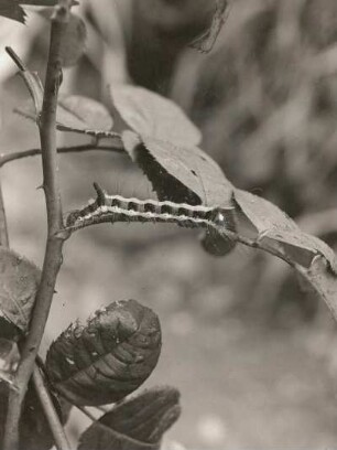 Pfeileule (Acronicta psi L.). Raupe