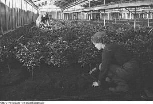 VEB Gartenbau, März 1954