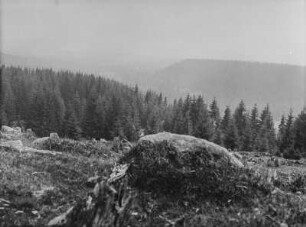 Wald : Blick über einen Wald