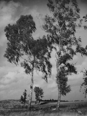 Archivfotografie "brandenburg_landschaften_558"