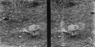 Pantherpilz : Pantherpilz (Amanita pantherina Krombholz).