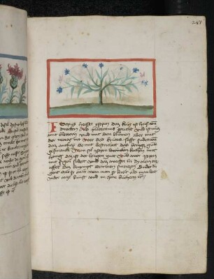 Kräuterpflanze: Isopus (Hyssopus officinalis / Lamiaceae) / Ysop; (aus Konrads von Megenberg "Buch der Natur")