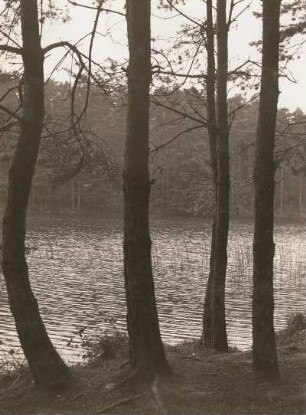 Dahlener Heide. Auteich bei Schöna