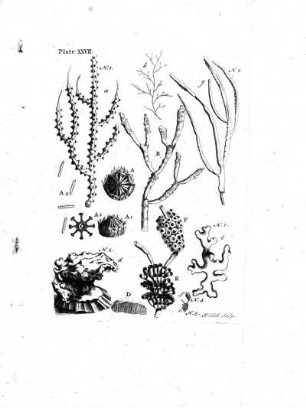 Plate XXVII