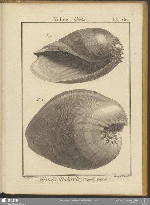 Pl. 387. Volute. Voluta