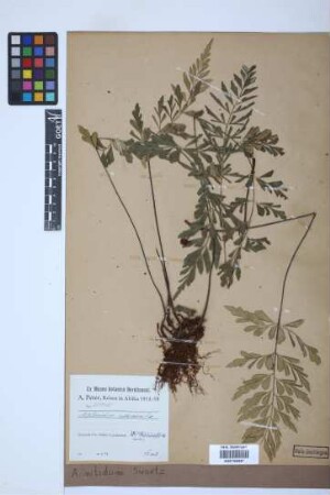 Asplenium nitidum